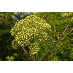 AJWAIN APIUM GRAVEOLENS Semi Interi 50gr