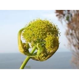 assa-foetida-polvere