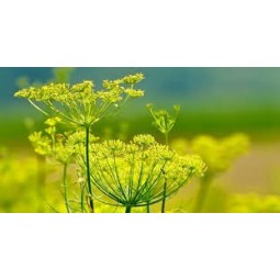 FINOCCHIO Frutti Interi 50gr