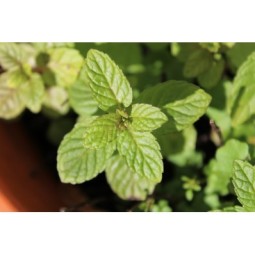 menta-piperita-foglie-tagliate