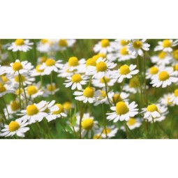 CAMOMILLA Fiori 50gr