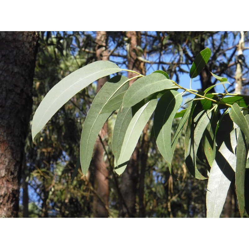 eucalipto-foglie tagliate