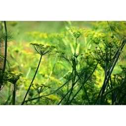 anice-verde-frutti-interi
