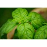 basilico-foglie-tagliate