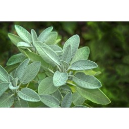 salvia-officinale-foglie-tagliate
