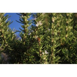 rosmarino-foglie-intere