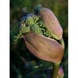angelica-radice