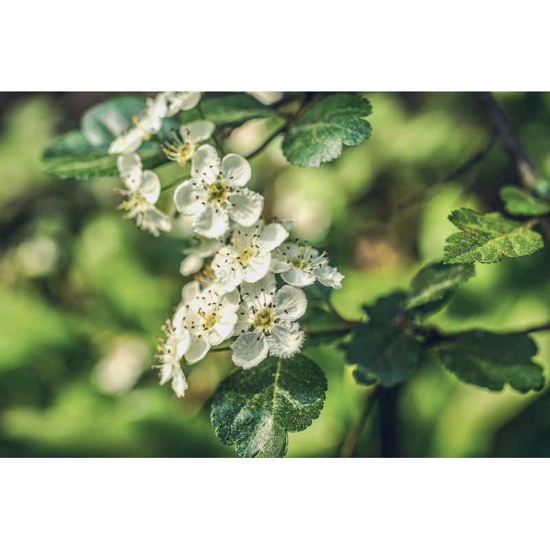 Biancospino-fiori-foglie