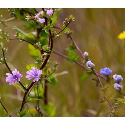 CICORIA Radice Tagliata 50g