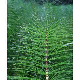 equiseto-fusti-sterili