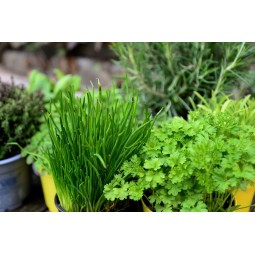 ERBE DI PROVENZA per Arrosti 50g