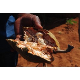 Baobab-polvere-antiossidante-depurativo-tonico