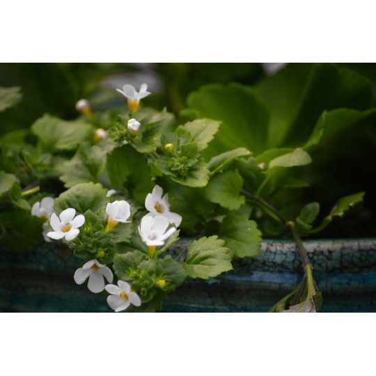 Bacopa-tisana