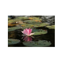 Calmanti naturali per il nervosismo