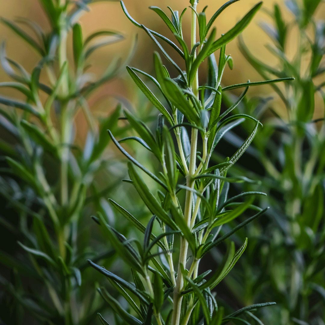 Rosmarino